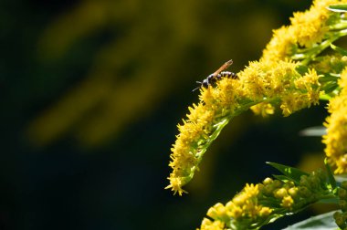 Güzel sarı çiçeklere yakın, yaz konsepti.