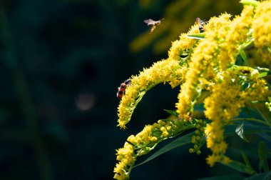 Güzel sarı çiçeklere yakın, yaz konsepti.