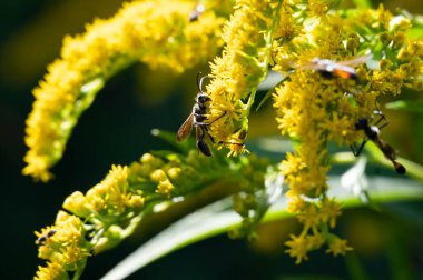 Güzel sarı çiçeklere yakın, yaz konsepti.
