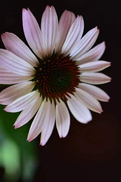 Close Belas Flores Brancas Conceito Verão — Fotografia de Stock