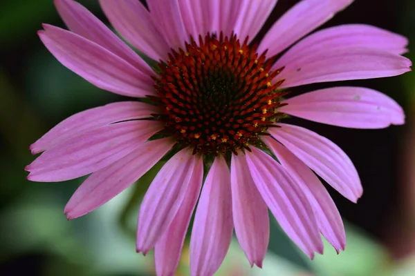 Nahaufnahme Von Schönen Rosa Blüten Sommerkonzept — Stockfoto