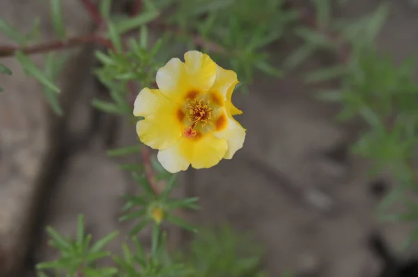 Close Beautiful Yellow Flowers Summer Concept — Zdjęcie stockowe