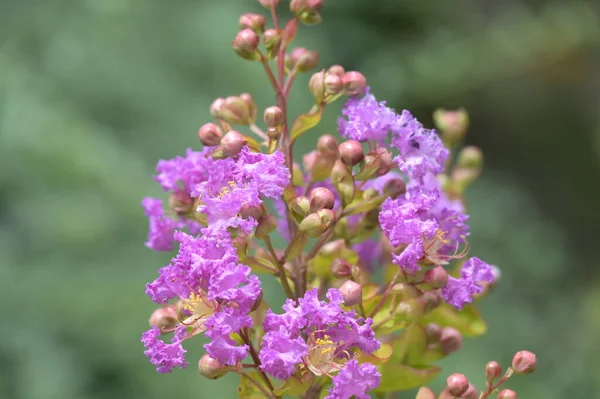 Close Beautiful Purple Flowers Summer Concept — ストック写真