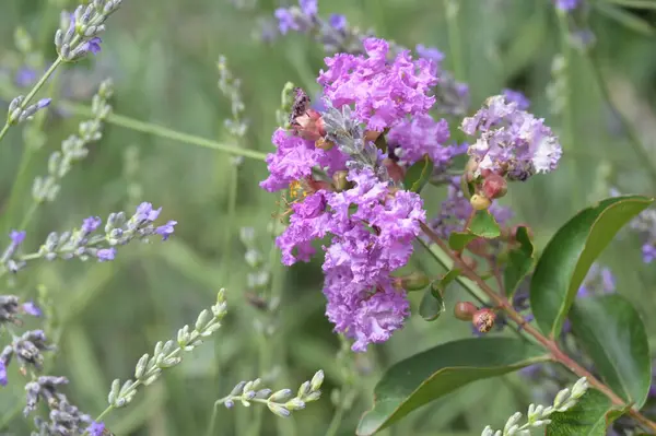 Close Beautiful Purple Flowers Summer Concept — ストック写真