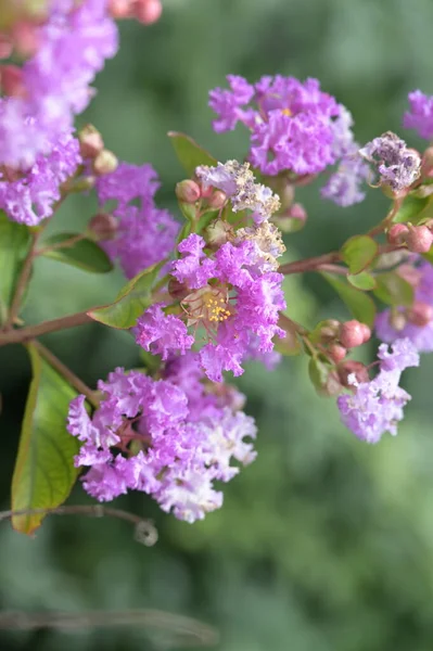 Close Beautiful Purple Flowers Summer Concept — ストック写真