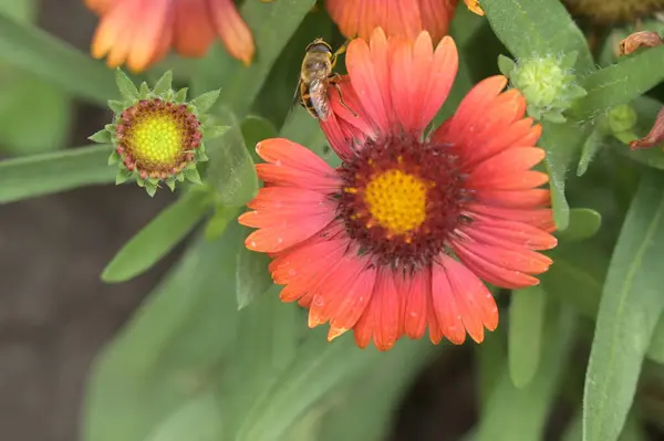 Rode Bloemen Groeien Zomertuin — Stockfoto