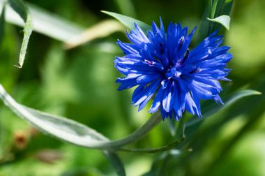 Güneşli yaz gününde büyüyen küçük mavi çiçekler.