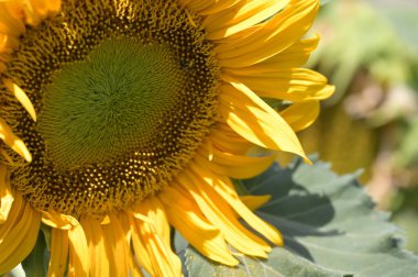 Güzel sarı çiçeklere yakın, yaz konsepti.