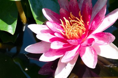 Gölette güzel pembe nilüfer çiçeği, yakın görüş.