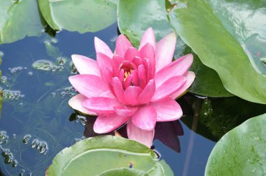 Gölette güzel pembe nilüfer çiçeği, yakın görüş.