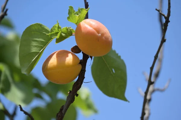 Ripe Apricot Fruits Growing Tree Close View — Fotografia de Stock