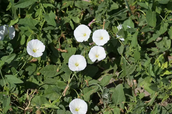 Красивые Белые Цветы Растут Саду — стоковое фото