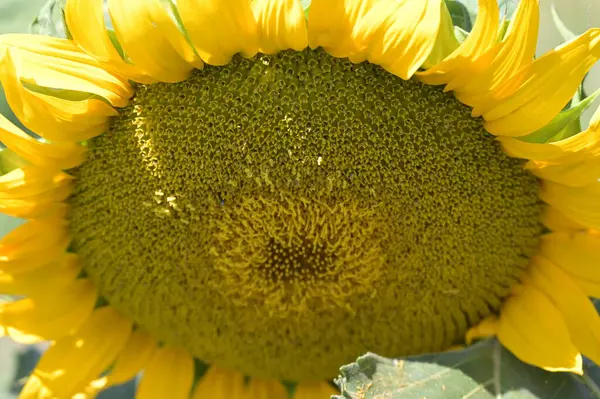 Nahaufnahme Von Schönen Gelben Blumen Sommerkonzept — Stockfoto