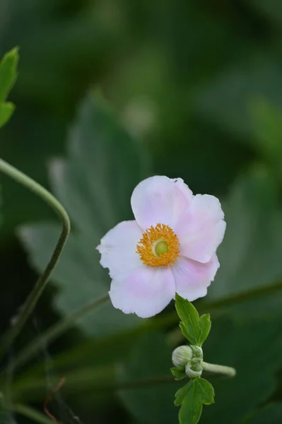 Gros Plan Belles Fleurs Blanches Concept Été — Photo