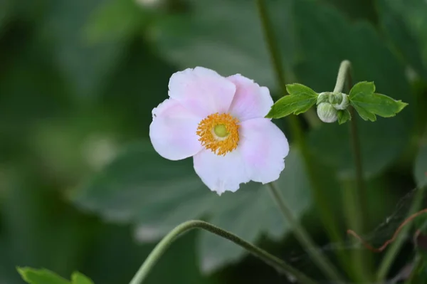 Närbild Vackra Vita Blommor Sommar Koncept — Stockfoto