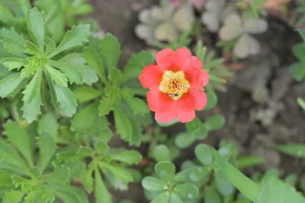 Primo Piano Bei Fiori Rosa Concetto Estivo — Foto Stock