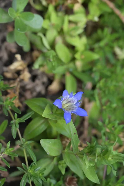 Primer Plano Hermosas Flores Púrpuras Concepto Verano — Foto de Stock