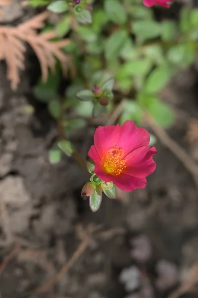 Gros Plan Belles Fleurs Roses Concept Été — Photo