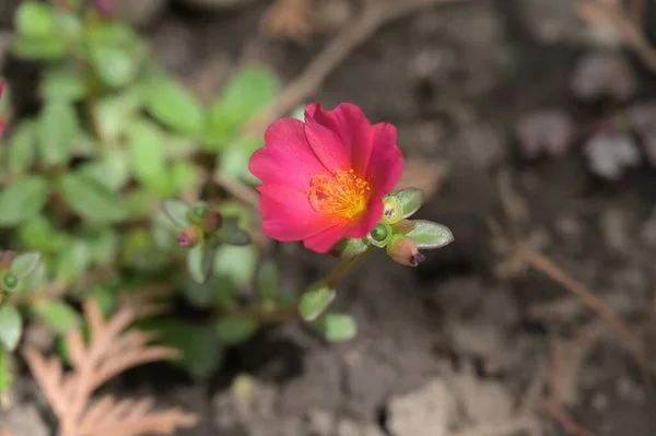 粉红的花朵 夏日的概念 — 图库照片