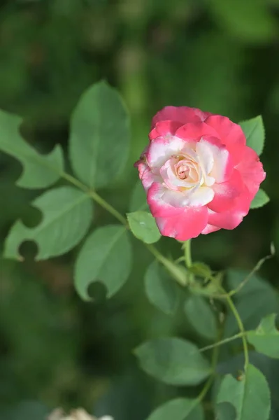 Beautiful Tender Roses Growing Garden — Stockfoto