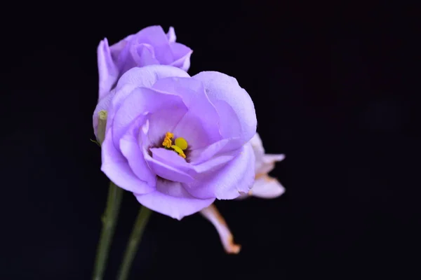 Close Beautiful Purple Flowers Summer Concept — Fotografia de Stock