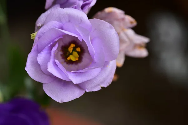 Close Beautiful Purple Flowers Summer Concept — 图库照片