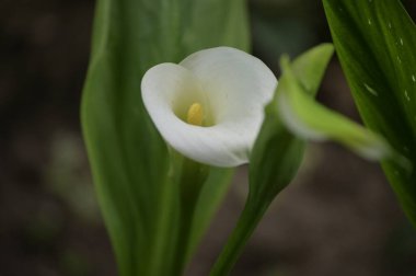 Bahçede büyüyen güzel beyaz çiçekler