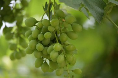 Üzüm bağında yeşil üzümler