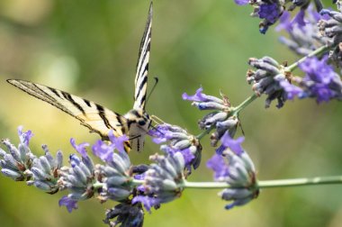 Çiçeklerin üzerinde oturan güzel kelebeğin yakın görüntüsü