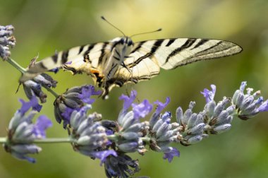 Çiçeklerin üzerinde oturan güzel kelebeğin yakın görüntüsü