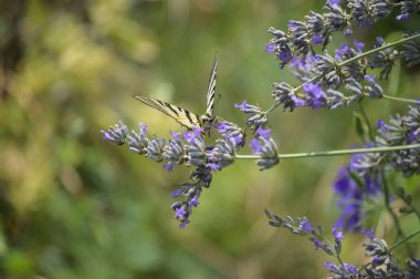 Çiçeklerin üzerinde oturan güzel kelebeğin yakın görüntüsü