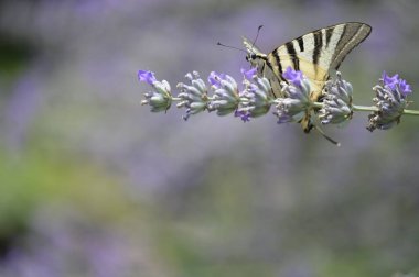 Çiçeklerin üzerinde oturan güzel kelebeğin yakın görüntüsü