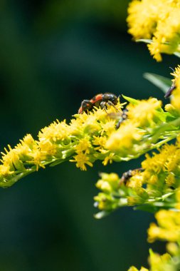 Güzel sarı çiçeklere yakın, yaz konsepti.