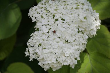Bahçede büyüyen güzel beyaz çiçekler