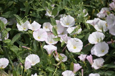 Bahçede büyüyen güzel beyaz çiçekler