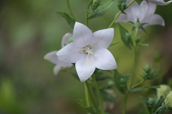 Vackra Vita Blommor Som Växer Trädgården — Stockfoto