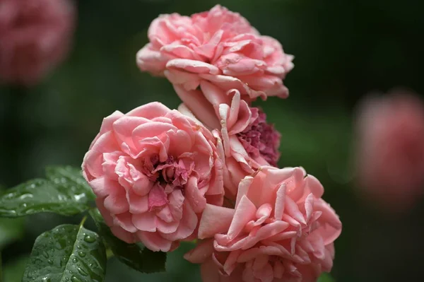 Närbild Vackra Rosa Blommor Sommar Koncept — Stockfoto