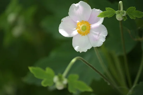 Hermosas Flores Blancas Que Crecen Jardín — Foto de Stock