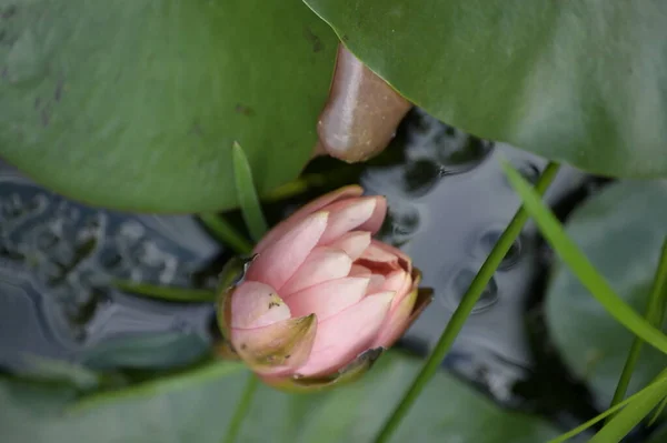 Krásný Růžový Lotosový Květ Rybníku Zblízka Pohled — Stock fotografie