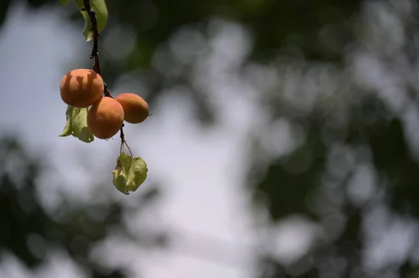 Frutas Maduras Albaricoque Que Crecen Árbol Vista Cerca — Foto de Stock