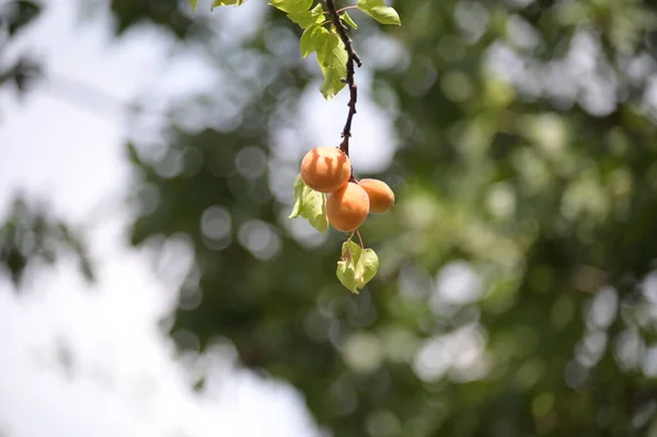 Ripe Apricot Fruits Growing Tree Close View — Fotografia de Stock