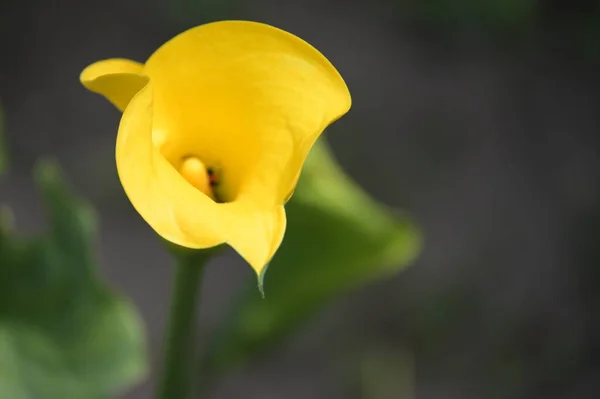 Крупним Планом Красиві Жовті Квіти Літня Концепція — стокове фото