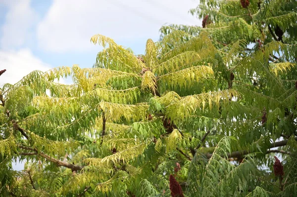 Green Trees Growing Park — Stock fotografie