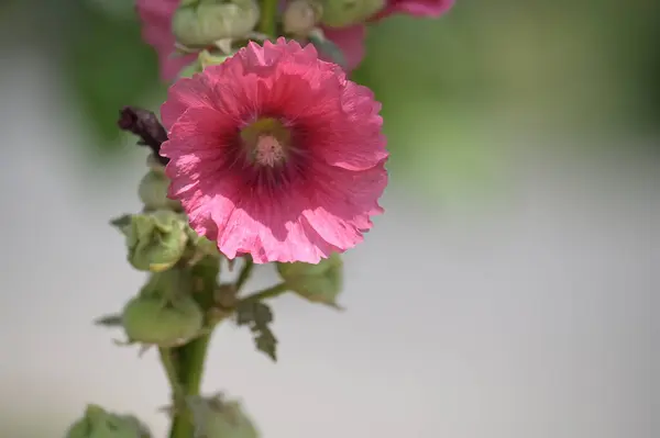 Güzel Pembe Çiçeklere Yakın Yaz Konsepti — Stok fotoğraf