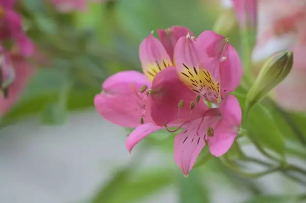 美しいユリの花花のコンセプトイメージ — ストック写真