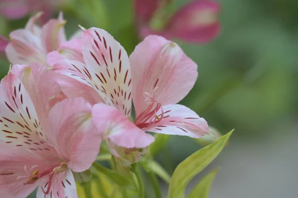 美しいユリの花花のコンセプトイメージ — ストック写真