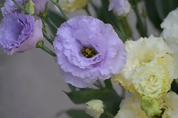 Piękny Bukiet Kwiatów Eustoma Zbliżenie — Zdjęcie stockowe