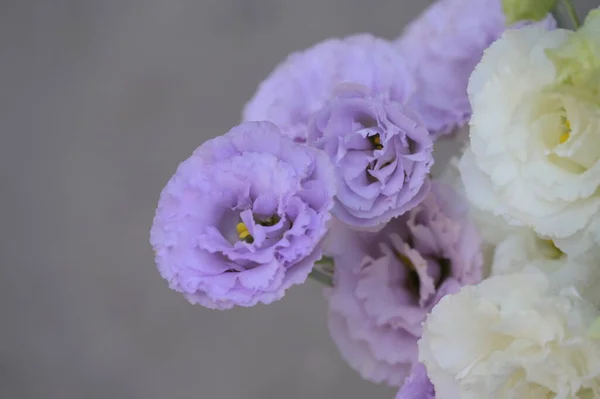 Zblízka Krásné Fialové Květy Letní Koncept — Stock fotografie