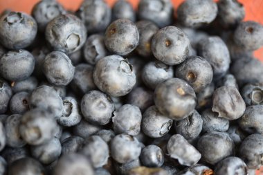 ripe organic blueberries, closeup view