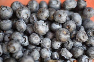 ripe organic blueberries, closeup view